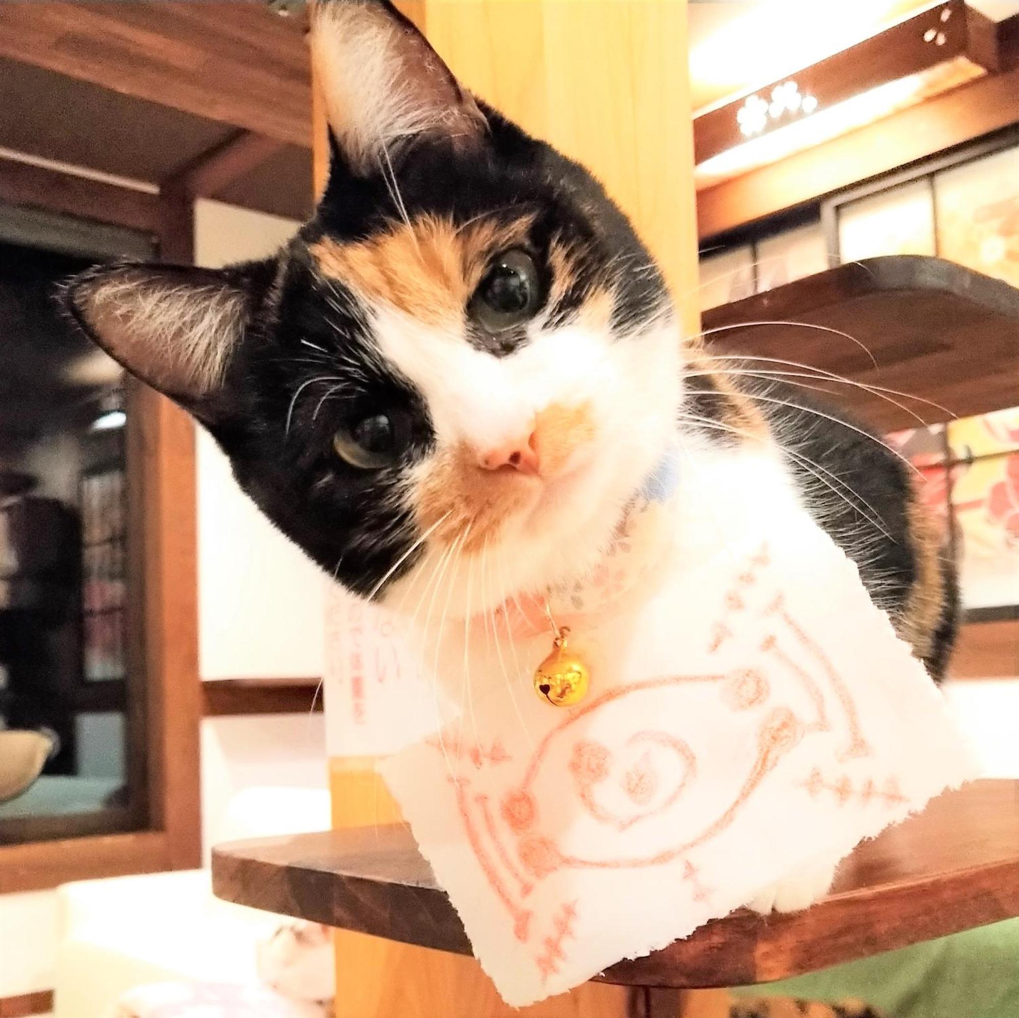 Minamiya 山とねこと遊ぶ宿 みなみ家 Хакуба-Мура Экстерьер фото